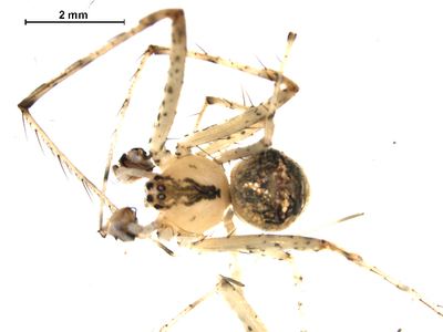 Common pirate spider