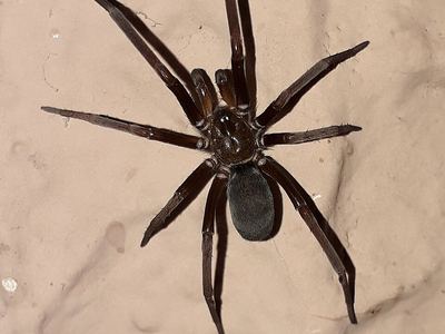 Southern house spider
