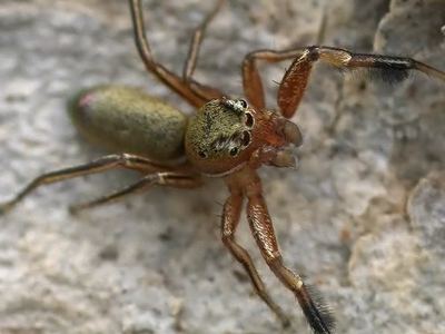 Thin-spined jumping spider