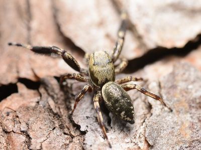 Hart's jumping spider