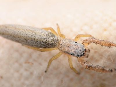Pike slender jumper