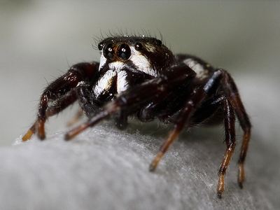Metaphidippus manni