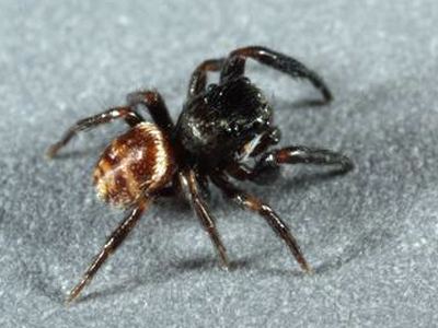 Related species: Chalcoscirtus diminutus