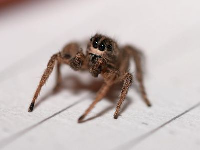 Habronattus sansoni