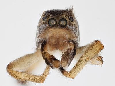 Habronattus ophrys