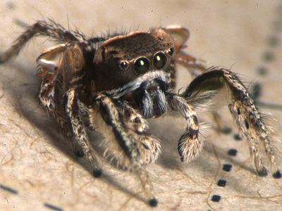 Habronattus viridipes