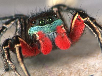 Habronattus americanus