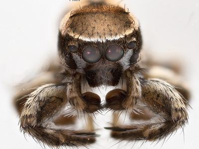 Habronattus clypeatus