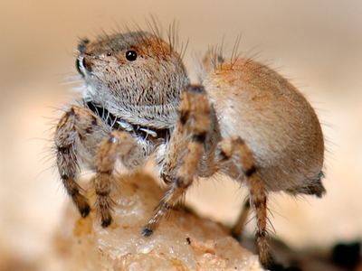 Habronattus ustulatus