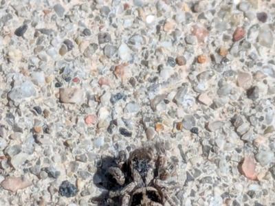 Habronattus cuspidatus