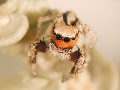 Habronattus signatus