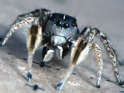Habronattus tarsalis