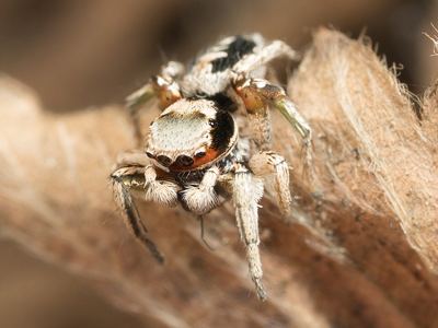 Habronattus pyrrithrix