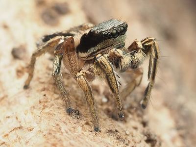 Habronattus mexicanus