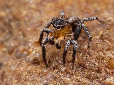 Flea jumping spider