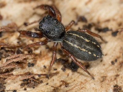 Ribbon jumping spider
