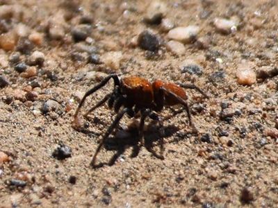 Attinella dorsata