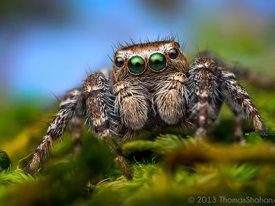 Proszynski's jumping spider