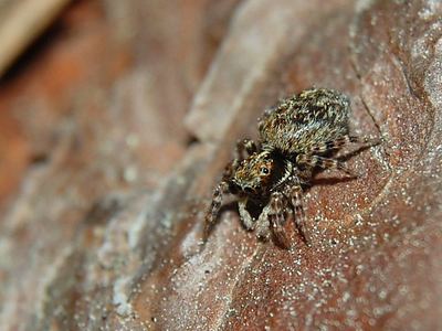 Pseudeuophrys erratica