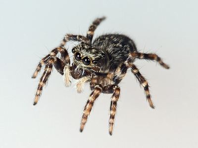 House jumping spider