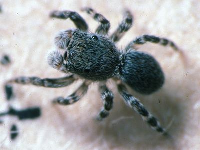 Minute jumping spider