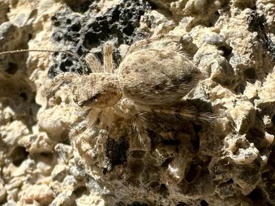 Plexippoides flavescens