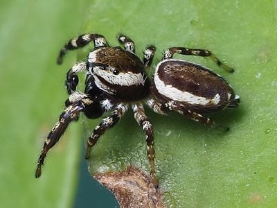 Common white-cheeked jumping spider