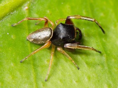 Hammerjawed jumper