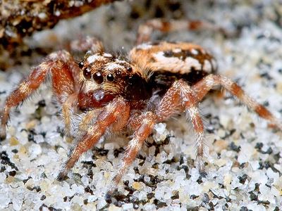 Beach-dwelling jumping spider