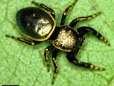Sassacus papenhoei