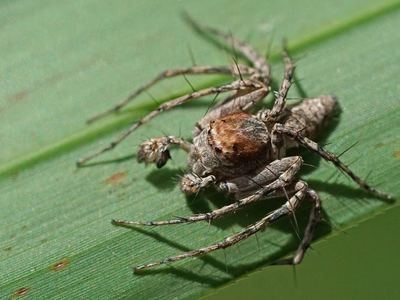 Bark lynx spider