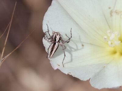Oxyopes tridens