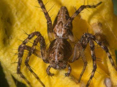 Western lynx spider