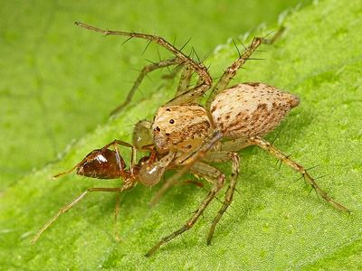 Oxyopes aglossus