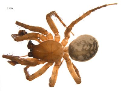 Common west coast woodland spider