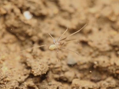 Appaleptoneta fiskei
