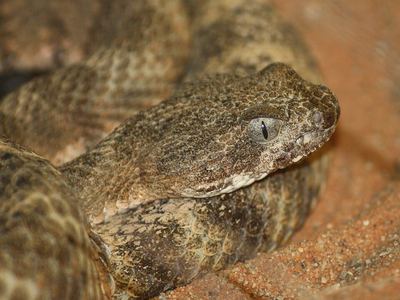 Tiger rattlesnake