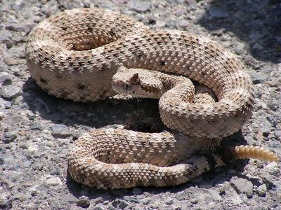 Sidewinder
