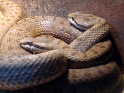 Twin-spotted rattlesnake