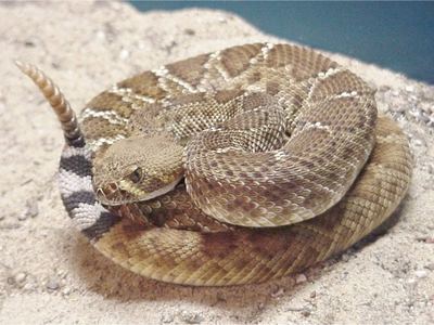 Red diamond rattlesnake