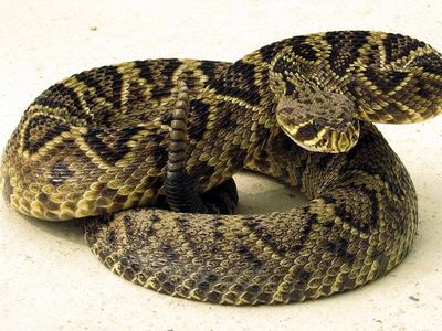Eastern diamondback rattlesnake