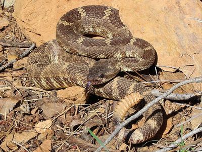 Western rattlesnake