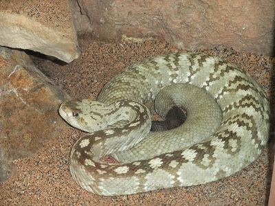 Black-tailed rattlesnake