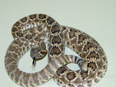 Mohave rattlesnake