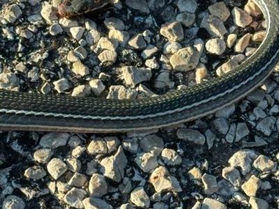 Schott's whipsnake