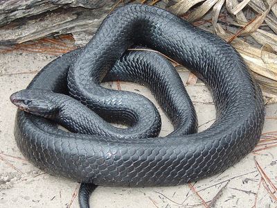 Eastern indigo snake