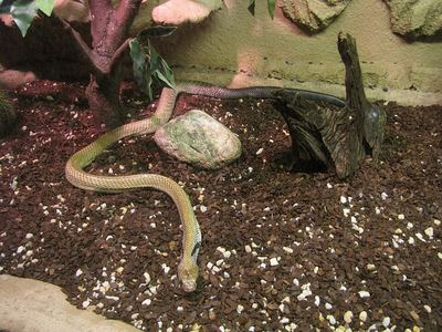 Texas indigo snake