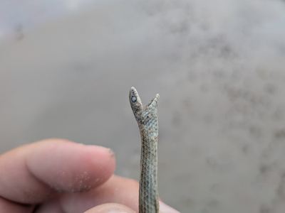 Sonora taylori