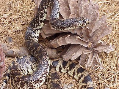 Louisiana pinesnake