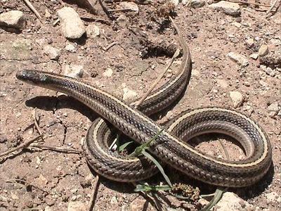 Lined snake